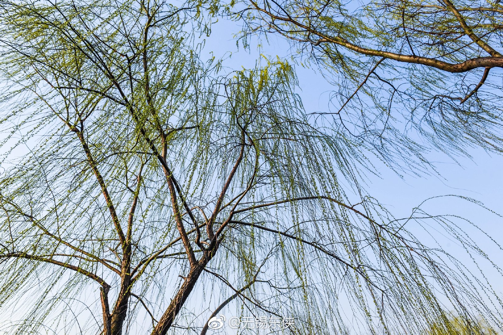 草长莺飞二月天,拂堤杨柳醉春烟。蠡湖岸旁碧玉妆成一树高