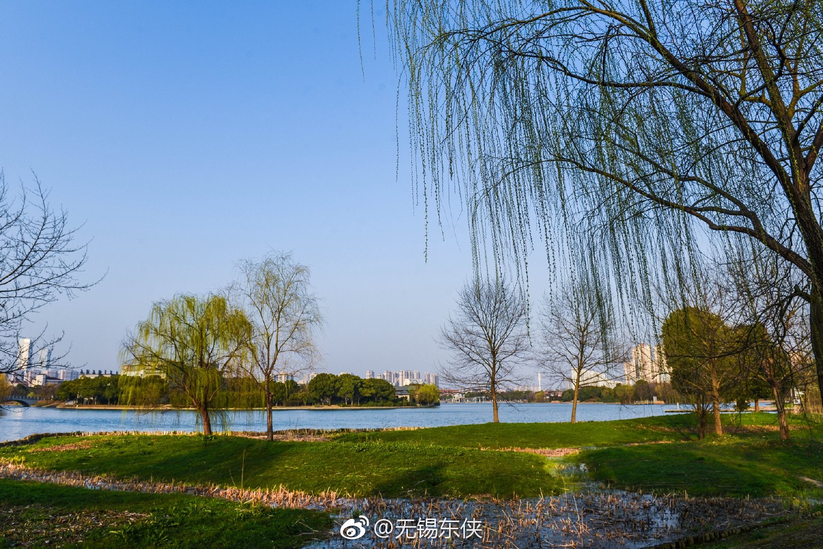 草长莺飞二月天,拂堤杨柳醉春烟。蠡湖岸旁碧玉妆成一树高