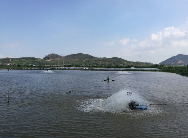 上万条鱼苗突然神秘消失,大爷把鱼塘的水抽干后,选择报警