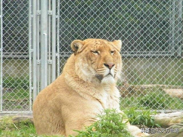 除了狮虎兽，你还见过其它杂种大猫吗？