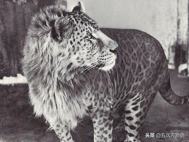除了狮虎兽，你还见过其它杂种大猫吗？