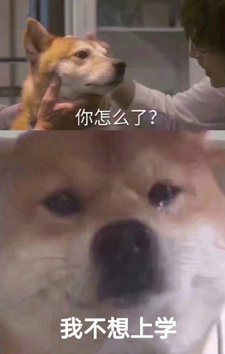 柴犬流泪」系列表情包