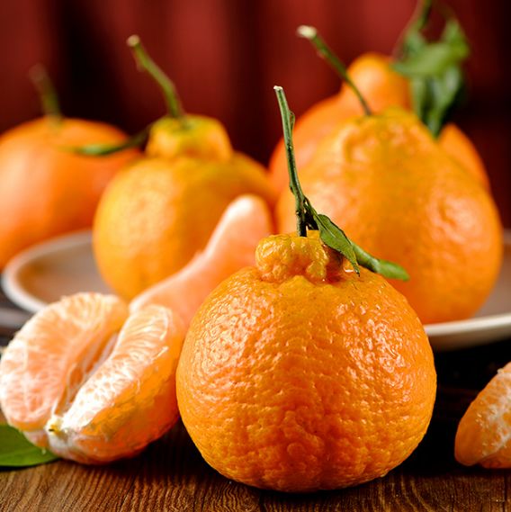 四川不知火“丑柑丑橘”，从树尖到舌尖，新鲜来袭!