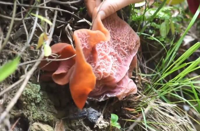 妹子在大山里找到一种野生菌,个头大味道鲜,你们说怎么吃