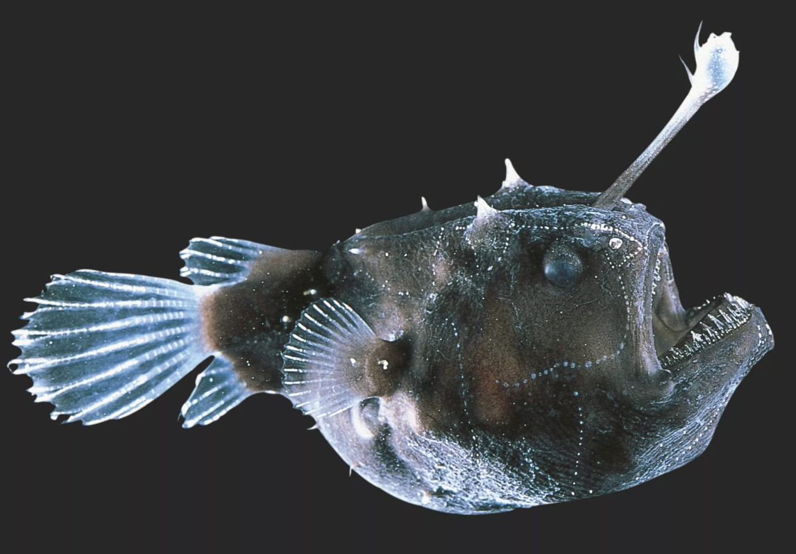 银鳕鱼 法国进口宝宝辅食可代切深海冷冻生鲜南极犬牙鱼-阿里巴巴