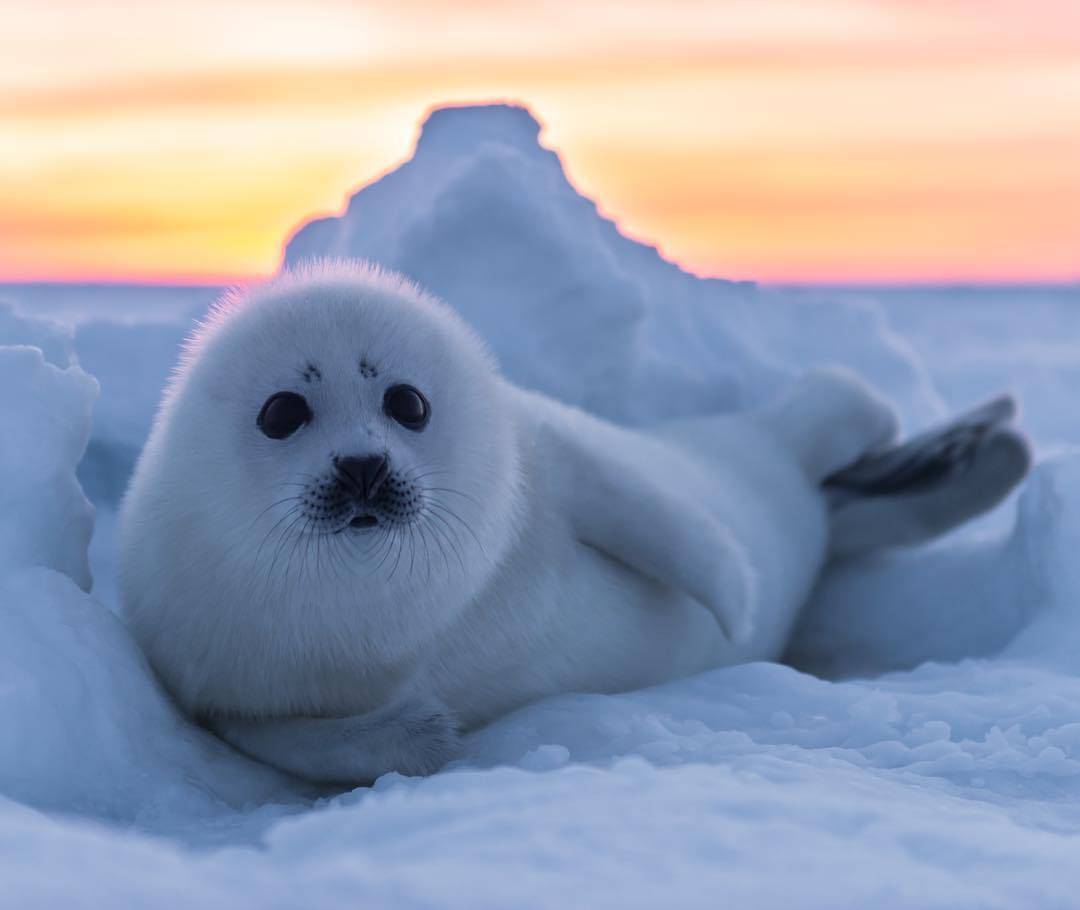 执迷北极生物的摄影师john rollins拍摄的北极熊,海豹
