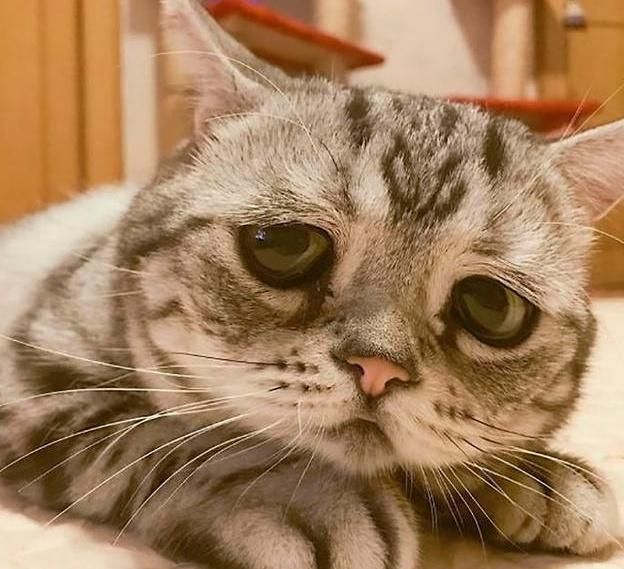朋友的猫放我在家,猫咪以为主人不要它了,难过的表情萌化了网友