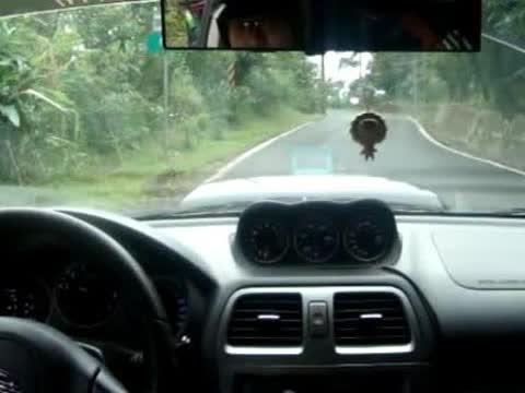 斯巴鲁的改装车精彩的爬山表演啊！