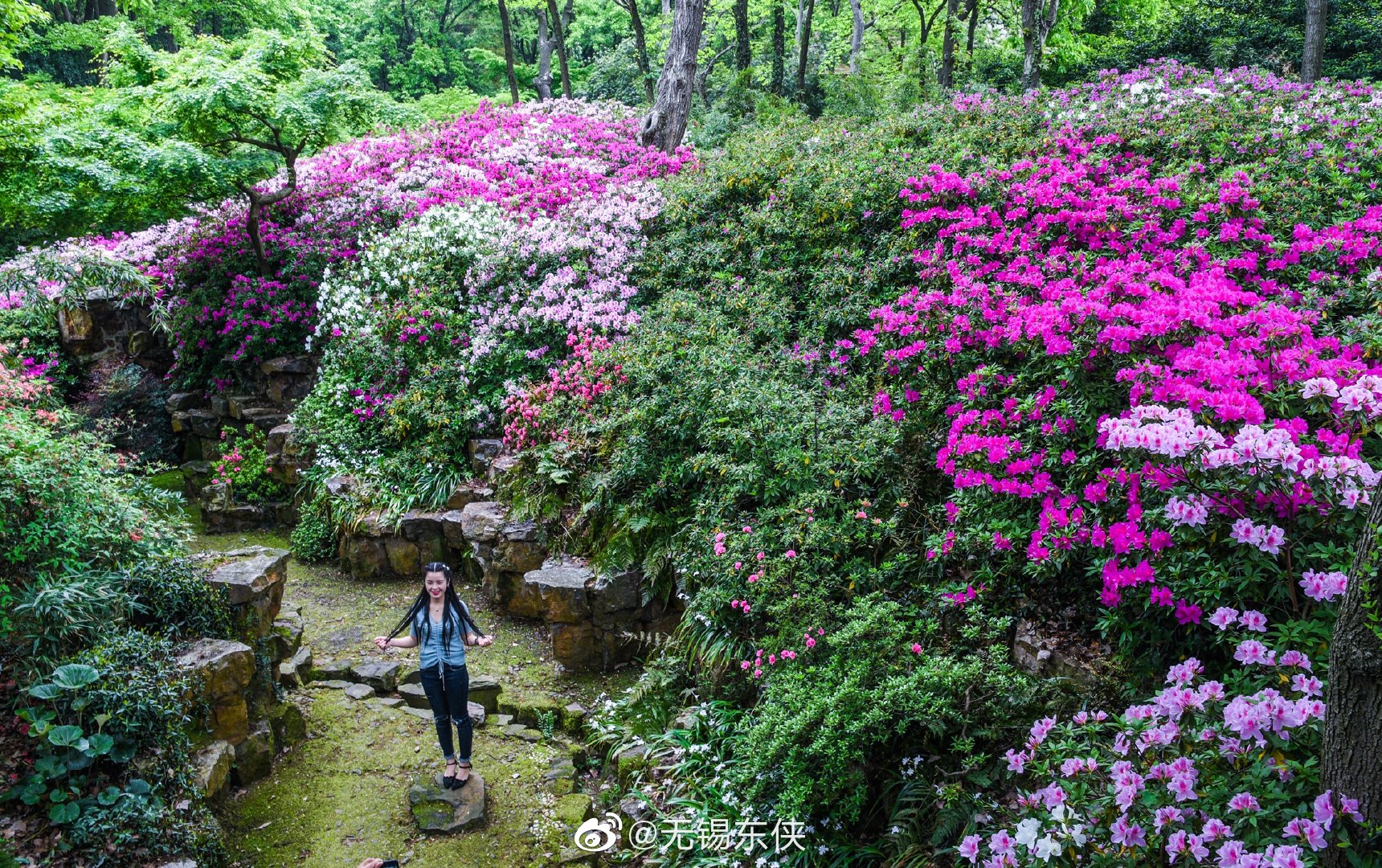 无锡惠山古镇杜鹃园,一园红艳醉坡陀,引无数游客竞折腰|杜鹃园|惠山古