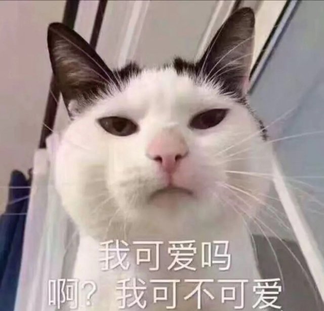 喵星人570:…命运的后颈?卑微崽!打游戏中!我