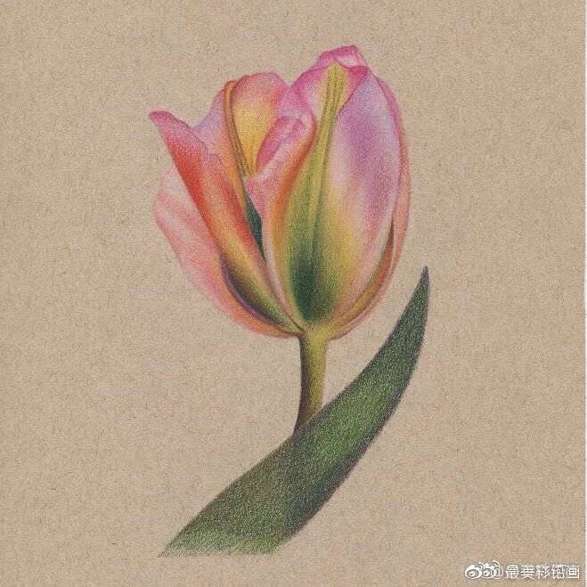 彩铅画手绘作品 花卉作者@春林燕喜
