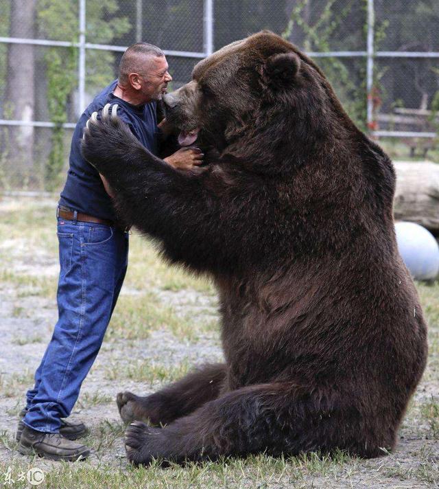 世界上哪种熊最大北极熊还是棕熊和这种史前巨熊相比都太小了