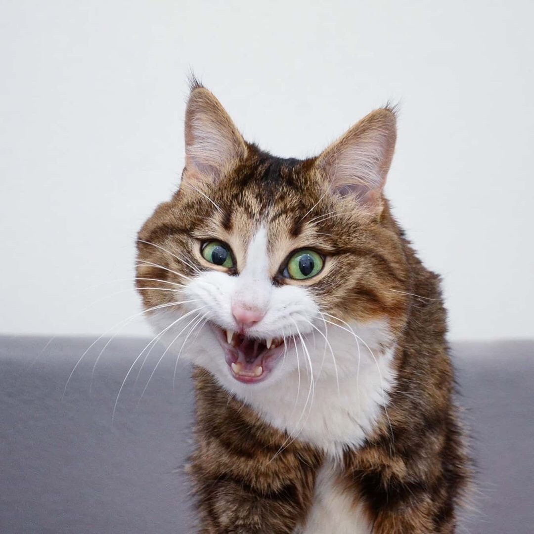 网红猫rexie,表情猫