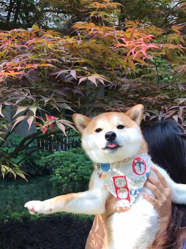 小狗的快乐很简单每一天霸麻都陪在你身边