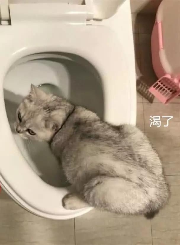 半夜起来上厕所,开门却撞见猫咪,男主人当场抱着马桶狂吐