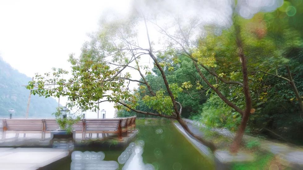 酒店的庭院里一棵巨大的黄桷树,枝干布满青苔,长得野,极有个性。