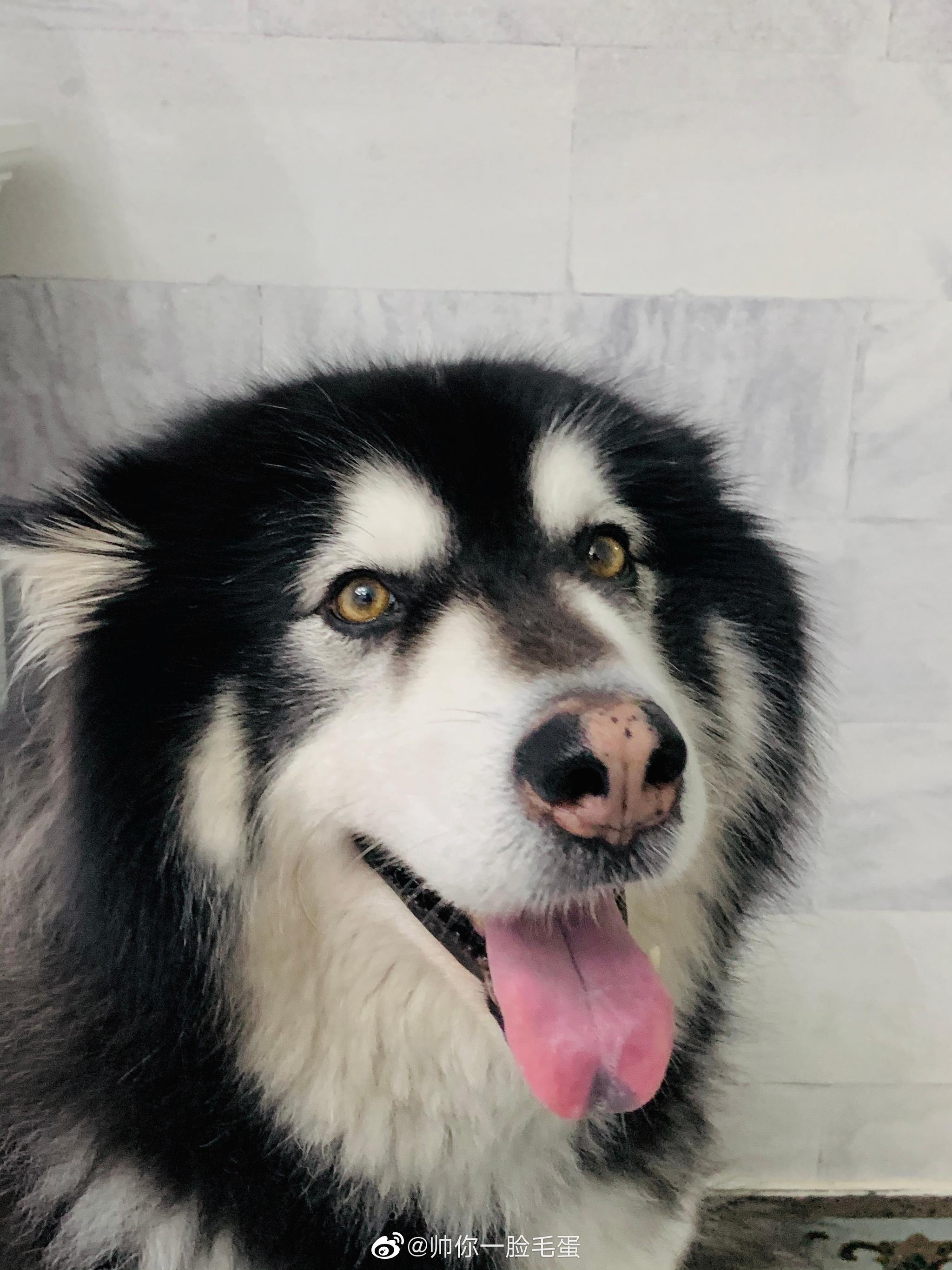 帅你一脸毛蛋的主页