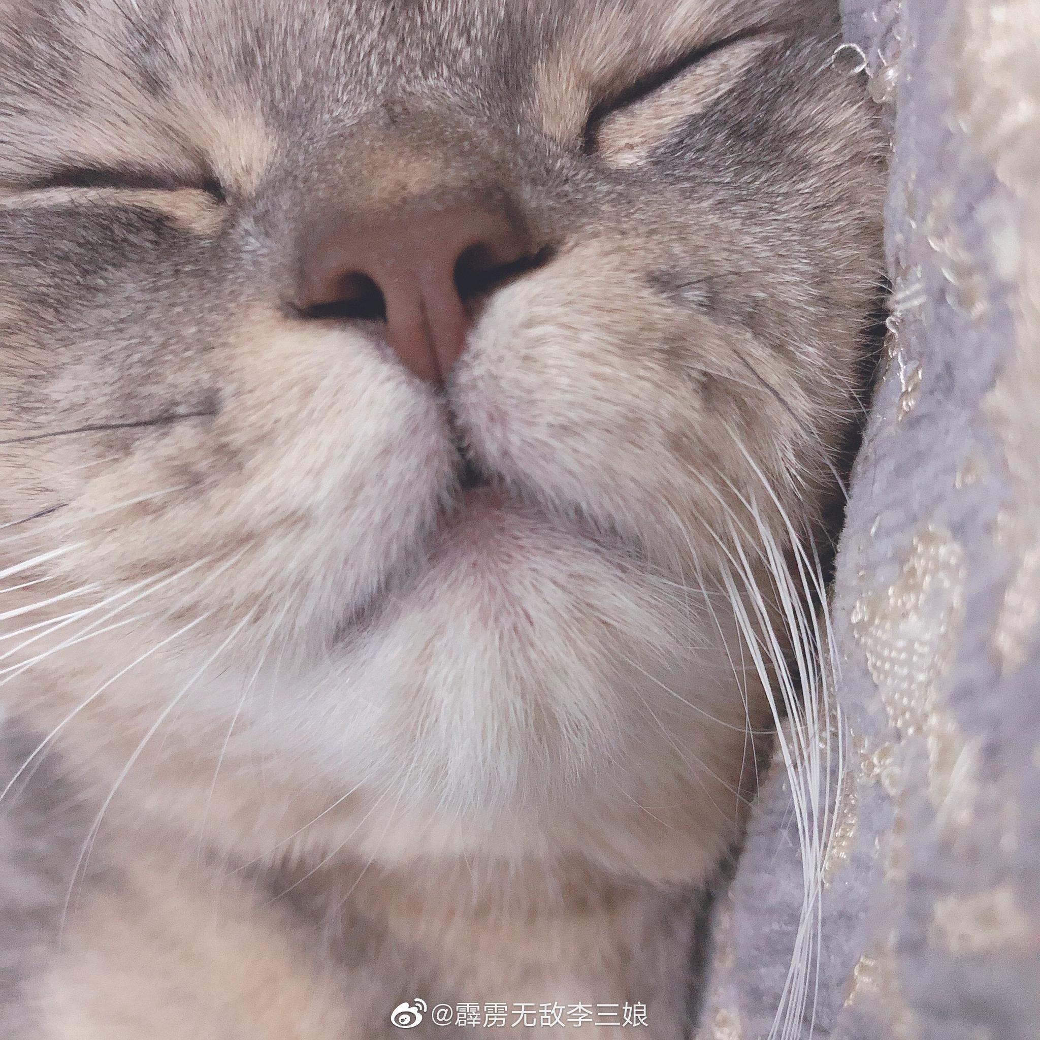 太可爱了屁