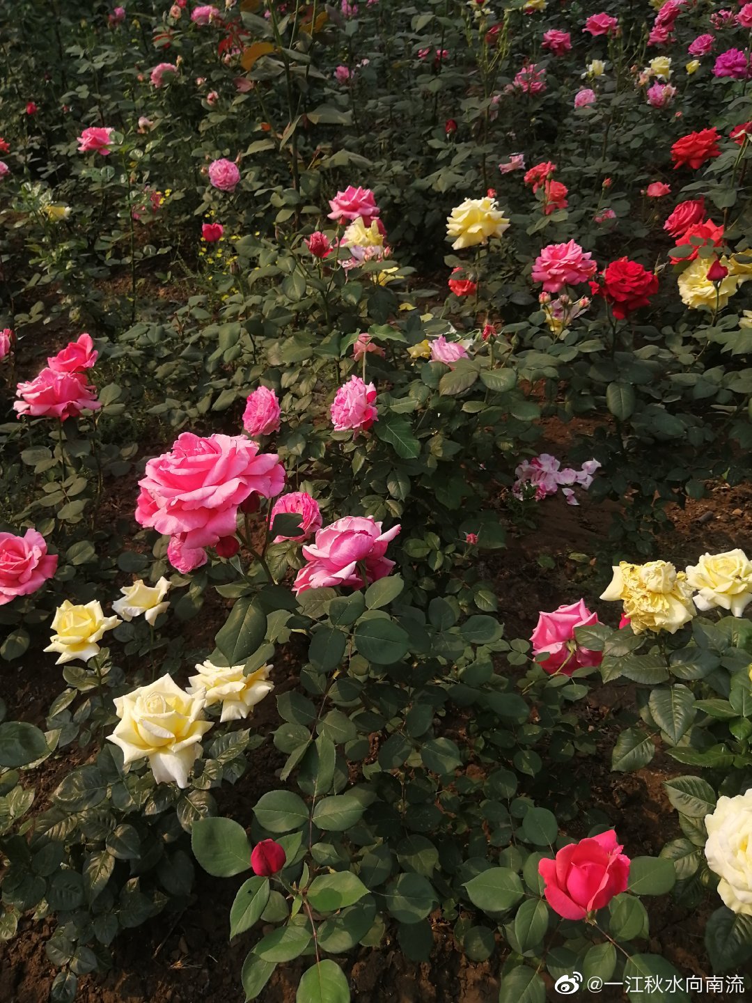 五月的鲜花 小区花坛 花坛 小区 五月的鲜花 新浪新闻