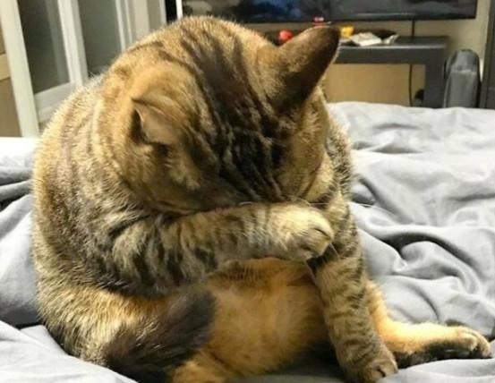 猫咪脂肪肝并非胖猫专属,瘦猫挨饿也会患病,预