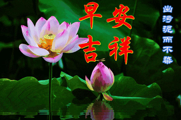 2019超漂亮的早上好鲜花表情祝福图片