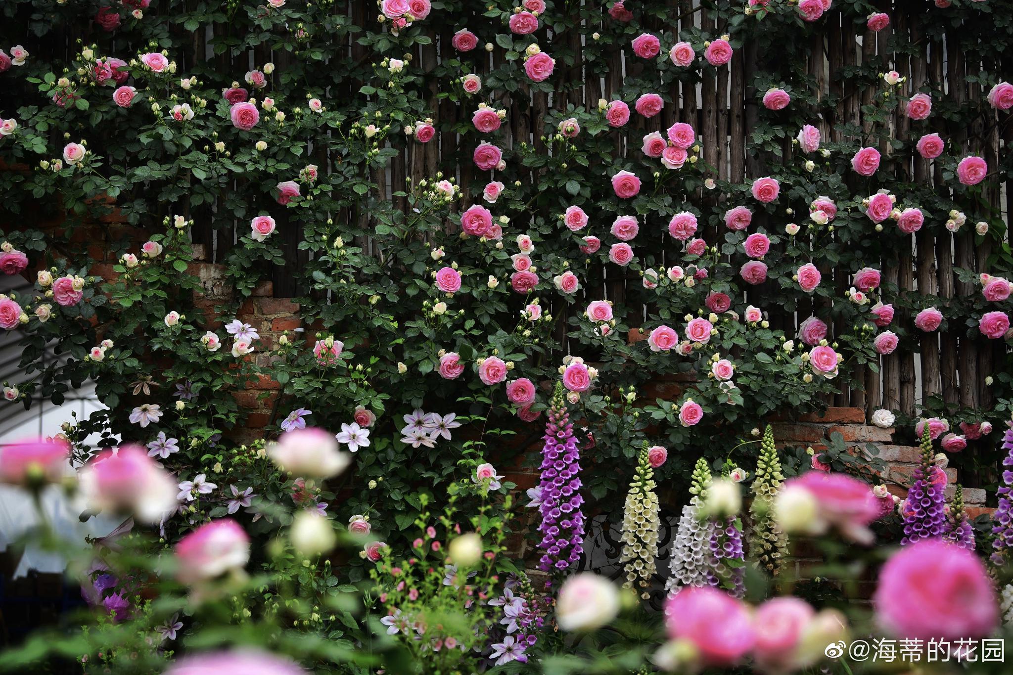 最后一次开在三圣乡海蒂的花园龙沙墙|三圣乡|龙沙|海蒂_新浪网