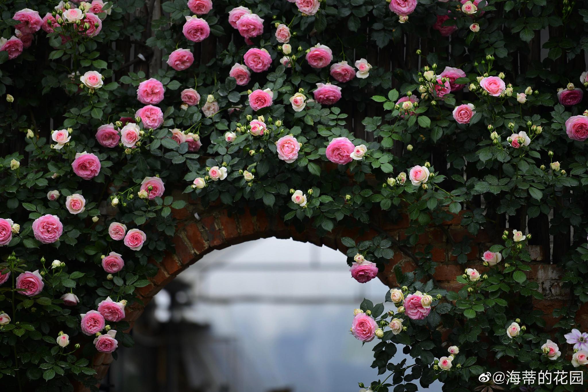 最后一次开在三圣乡海蒂的花园龙沙墙|三圣乡|龙沙|海蒂_新浪网