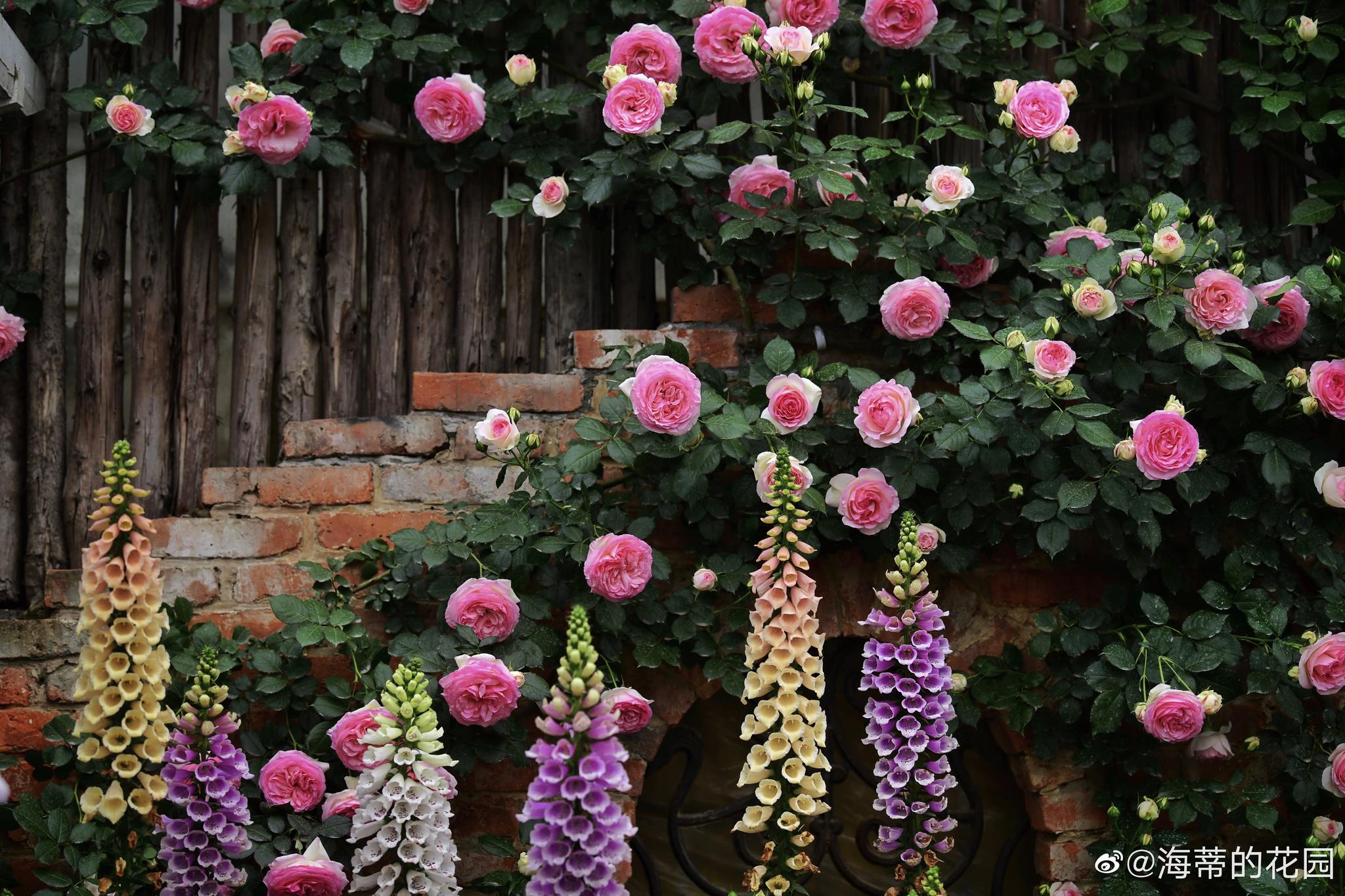 最后一次开在三圣乡海蒂的花园龙沙墙|三圣乡|龙沙|海蒂_新浪网