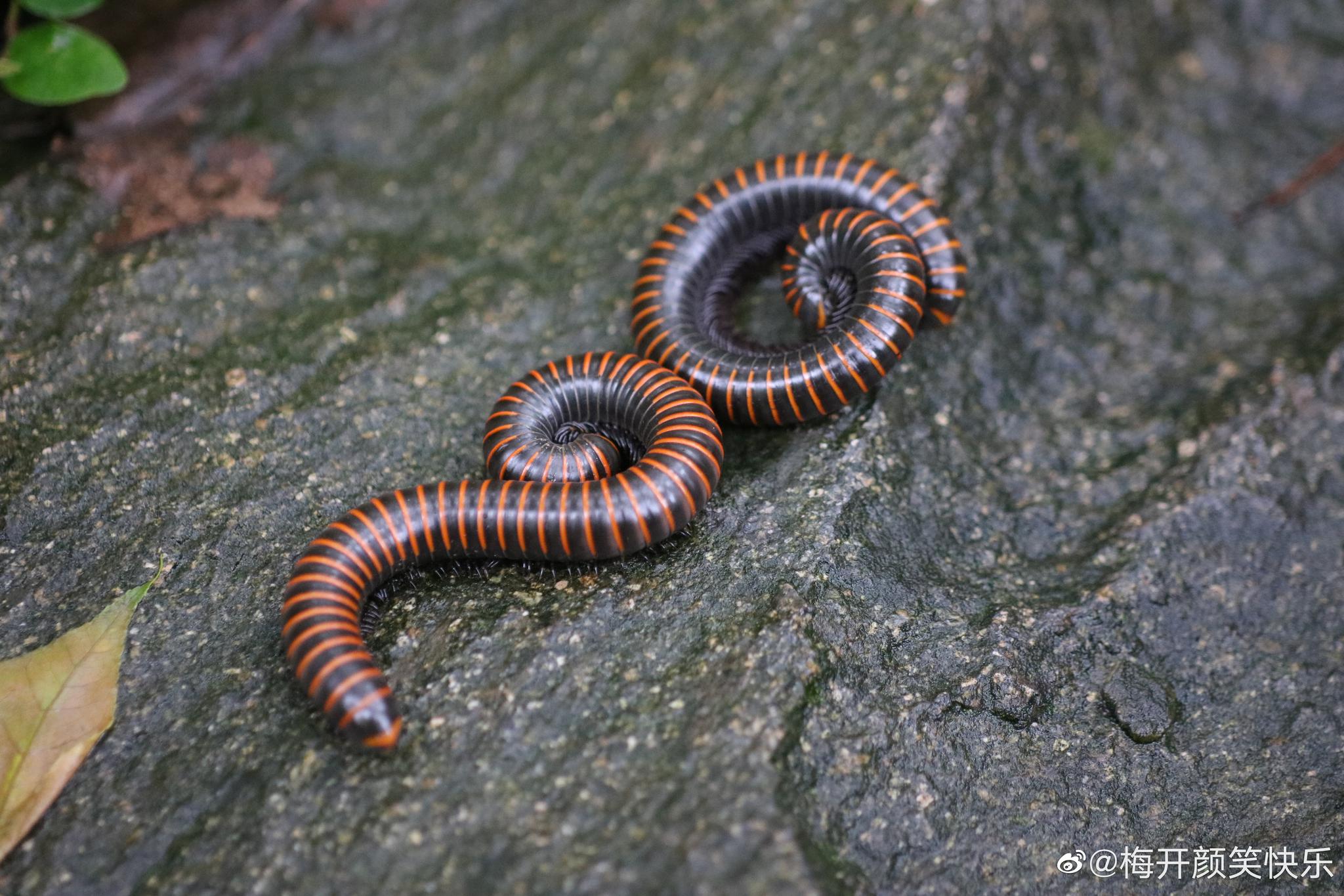 最新发现揭秘：马陆镇包装城小妹的去向以及附近生活与工作机会深度解析