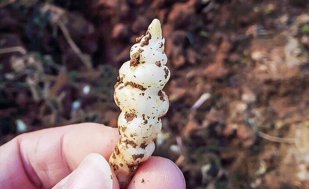 "小白虫"俗称土虫草,城里人却把它当杂草|草石蚕|虫草|田螺_新浪新闻