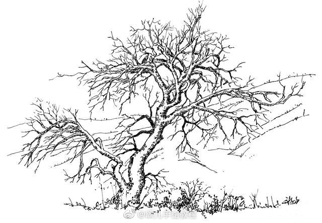 从零开始学绘画 钢笔速写树的画法(步骤图). 舒克走过