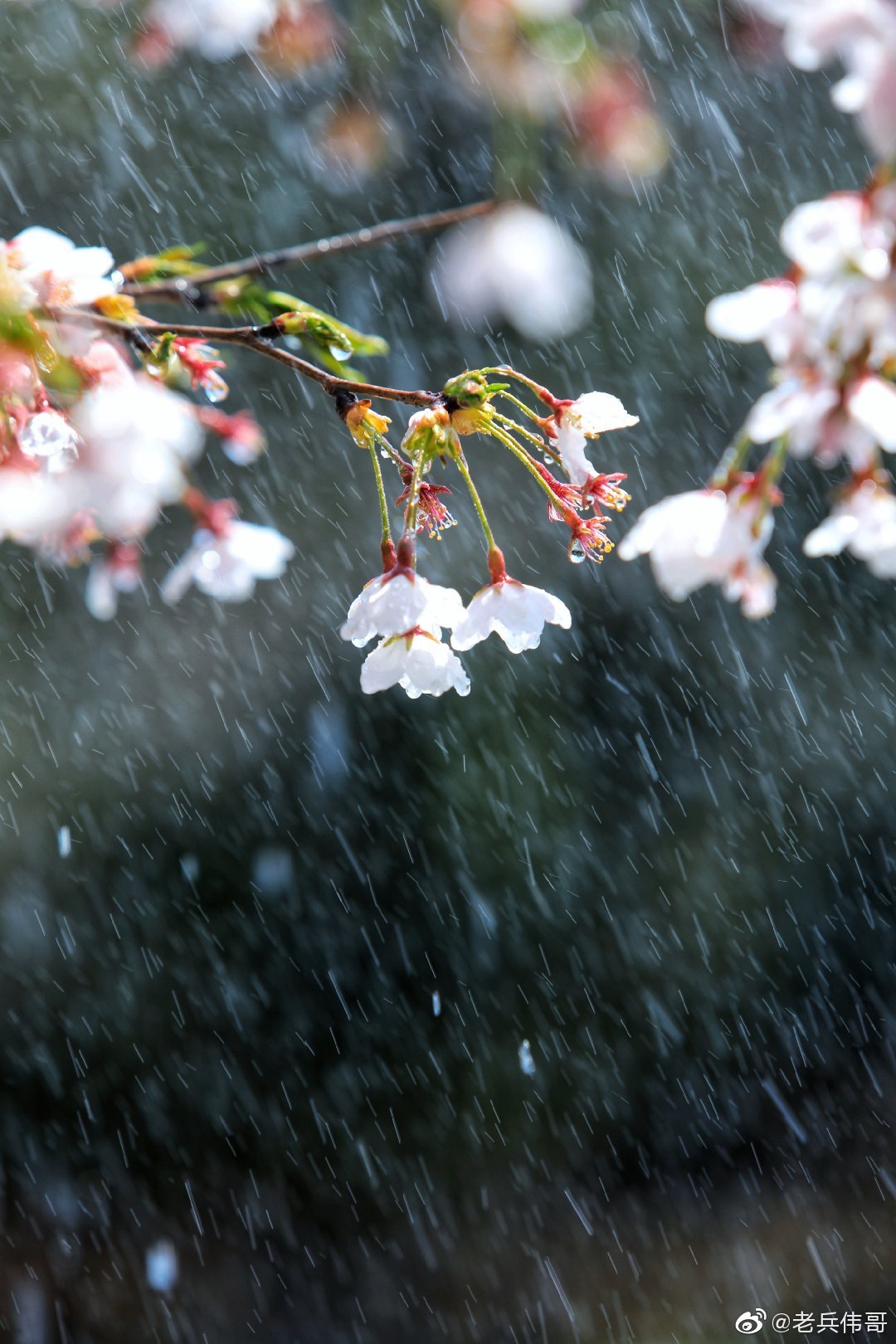 谷雨——唯美!遇见雨中的旅顺口樱花