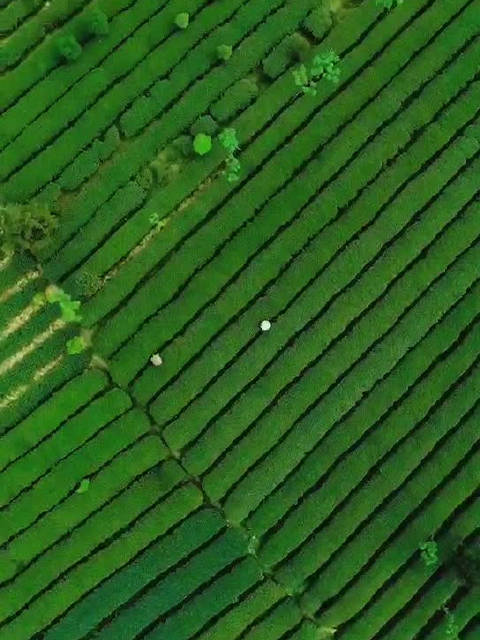 贵茶集团欧标抹茶凤岗基地，景色如画。