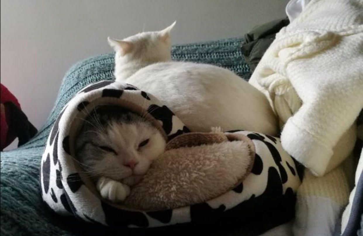 猫咪裹被子里睡觉,另一只猫没有察觉,顺势倚在它身上