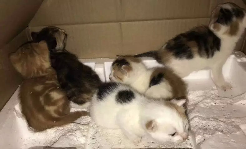 【送养】自家大猫生的,田园猫,狸花猫