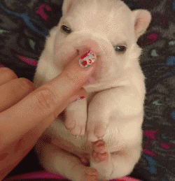 各种汪的小奶狗时期,老板,全部给我打包带走!