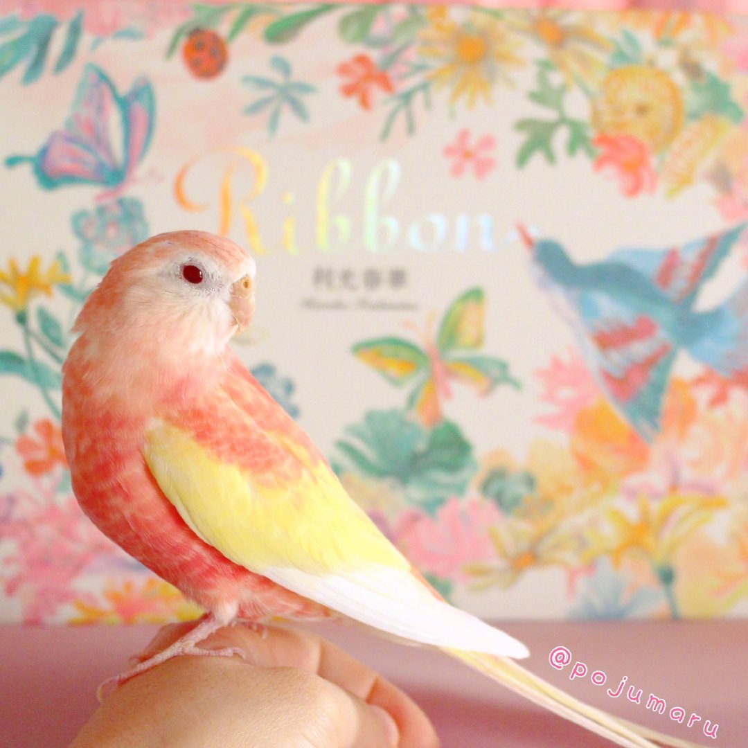 水蜜桃味的秋草鹦鹉,惹人爱的香甜小可爱!