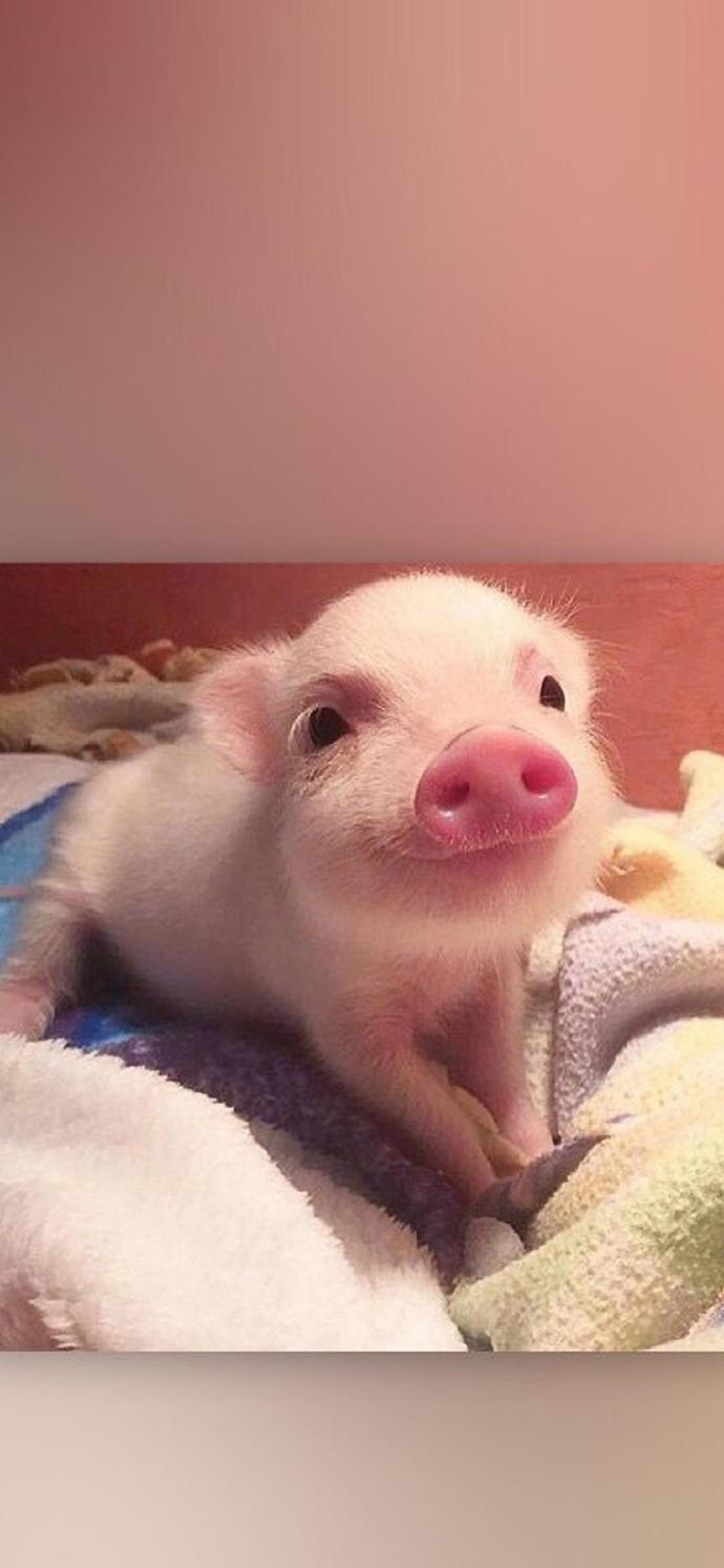 "猪 你的鼻子有两个孔~~~"这些猪猪真的超级可爱啊