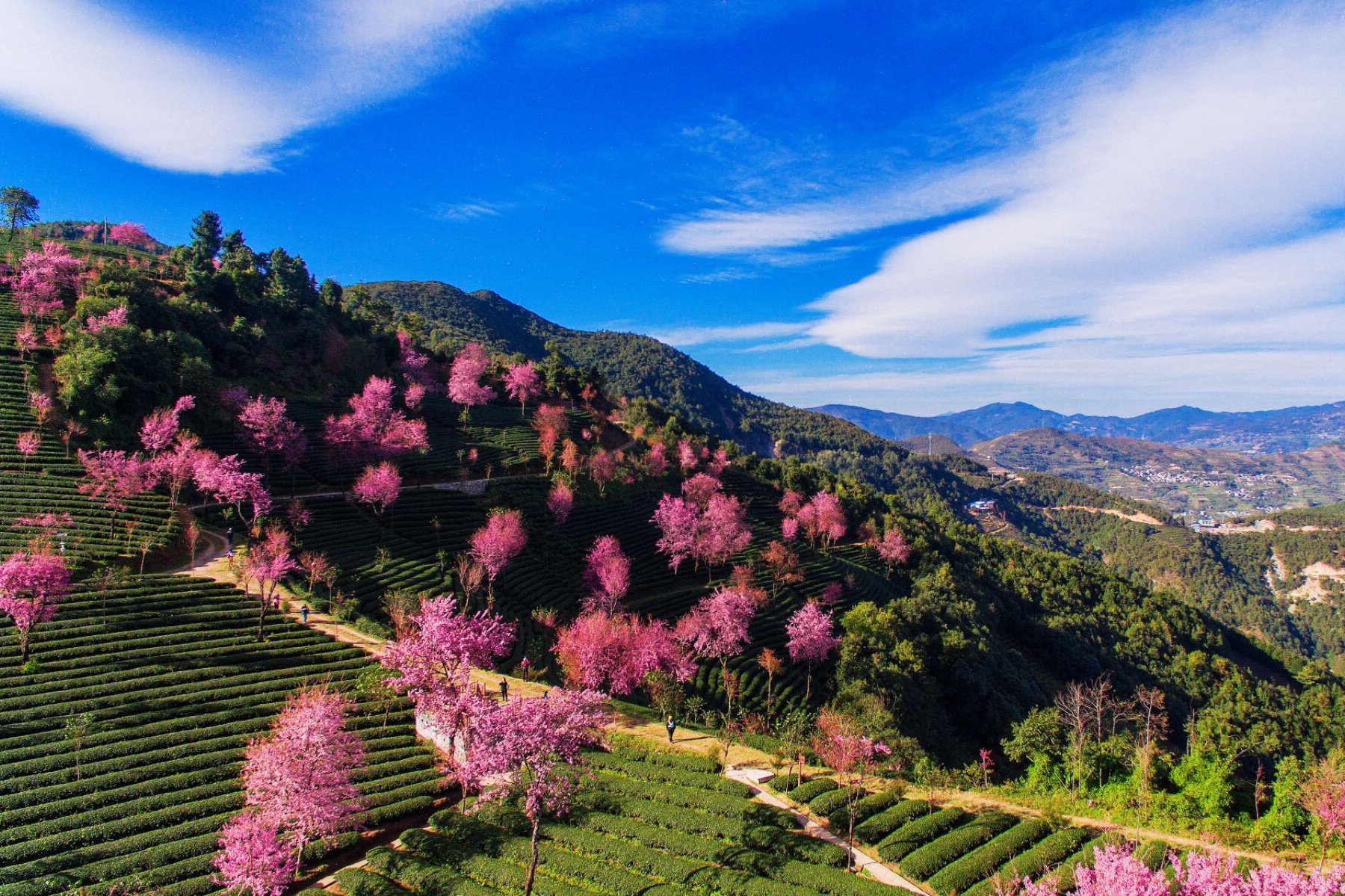 每年冬天,是大理无量山樱花盛开的季节._高清图集_新浪网