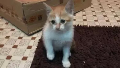 【送养】泰迪,黑背,中华田园猫