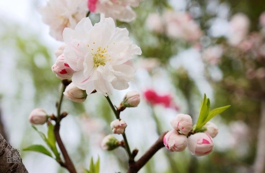梨花淡白柳深青,柳絮飞时花满城。 惆怅东