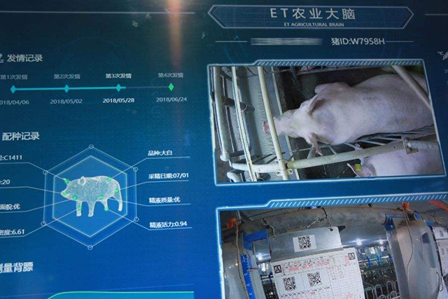 每头猪成本降80元养猪行业全年少花500亿元ai养猪来了