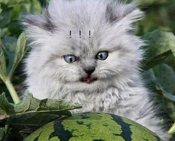 主人派猫咪镇守瓜地,看到猫咪的表情不禁捂脸,这下没人敢偷