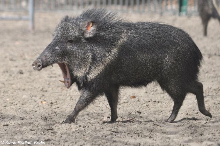 陈伟霆身着lanvin2019春夏男士系列浅蓝色西服夹克亮相