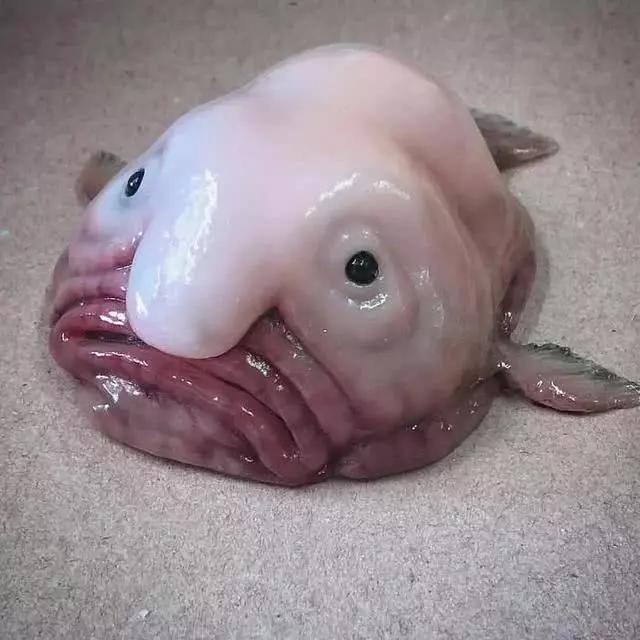 这种眼睛一看就是深海鱼了,威严感让人瑟瑟发抖啊.