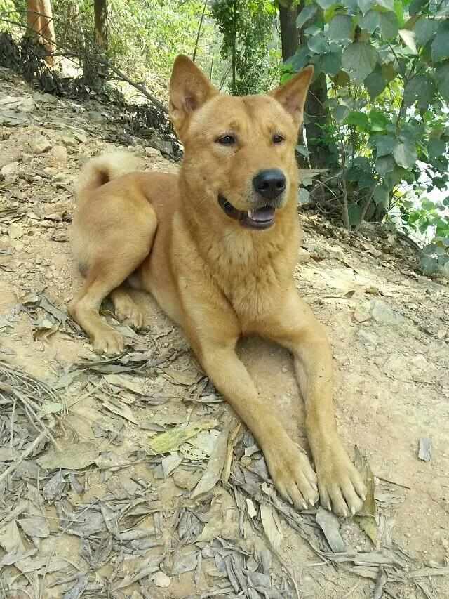 这么多中华田园犬,吓到你没有,养那么多不容易啊!