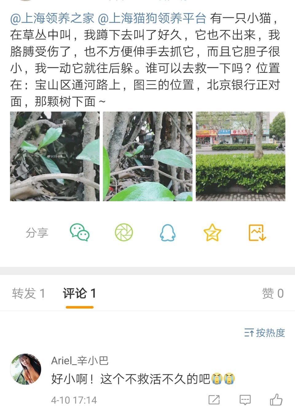 河通路找家 奶猫潮过去 车道猫车底盘猫马上来了 猫 底盘 通路 新浪新闻