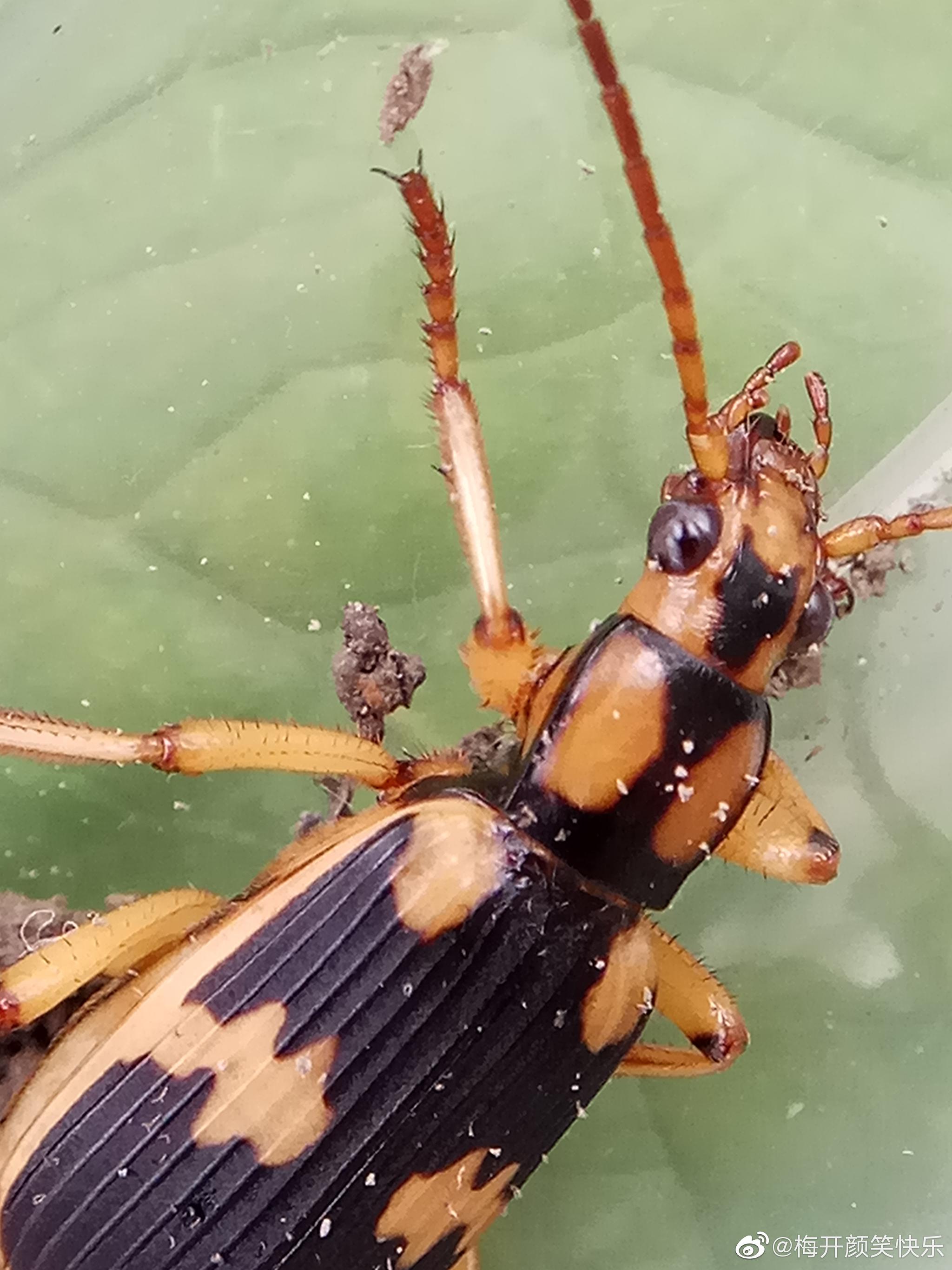 步甲科 Carabidae – IISDW