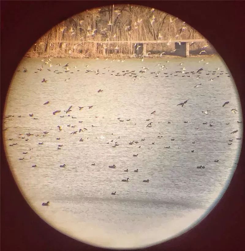 南京竟然有个世外桃源般的神仙岛屿,堪比济州岛! 南京竟然有个世外桃源般的神仙岛屿,堪比济州岛!