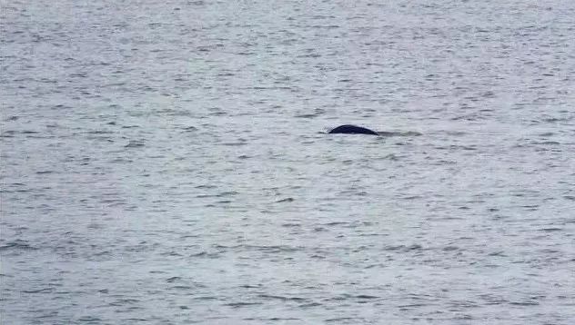 南京竟然有个世外桃源般的神仙岛屿,堪比济州岛! 南京竟然有个世外桃源般的神仙岛屿,堪比济州岛!